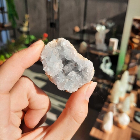 DRUSA DE CELESTINA - BRUTO (UNID)