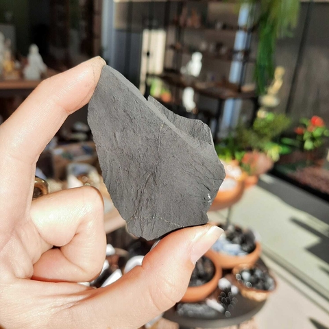 SUNGHITA - BRUTO (UNID)