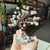 BONSAI DE PIRITA - comprar online