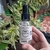 SPRAY ÁURICO - NOITES TRANQUILAS - comprar online