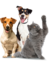 Pets e Acessórios