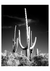 Saguaro Cactus near Tucson, Arizona by Carol M. Highsmith