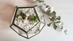 Terrario | GREEN |8