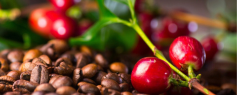 Imagem do banner rotativo Coffee Cafés Especiais