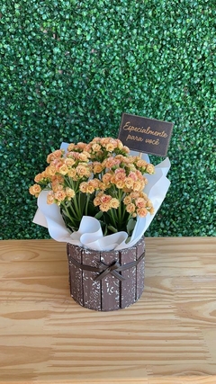 Kalanchoe