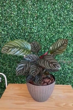 Vaso de flor Calathea Ornata