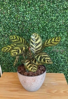 Vaso de flor Maranta Makoyana