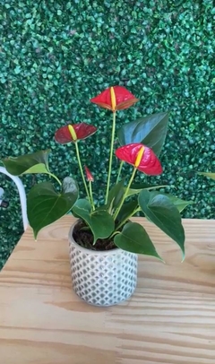 Antúrio vaso cerâmico