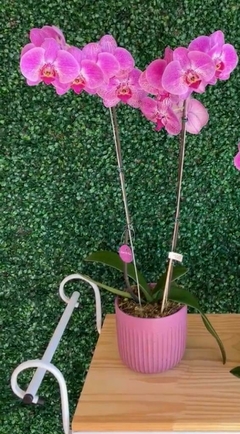 Orquídea no vaso rose cerâmico