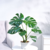 Monstera deliciosa - comprar online