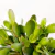 Crassula Ovata - Jade - Prego vivero