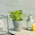 Crassula Ovata - Jade - comprar online