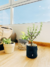 Portulacaria Afra - monedita - comprar online