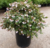 Abelia grandiflora - Prego vivero