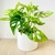 Philodendron Peruviano en internet