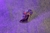 Pin Yet to come - comprar online