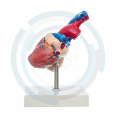 modelo anatomico corazon
