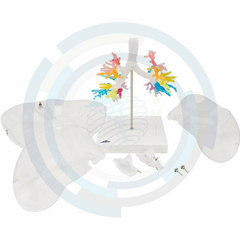modelo anatomico del sistema respiratorio
