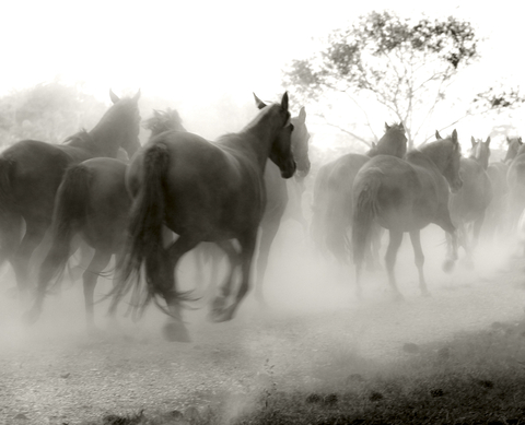 Cavalos correndo - I