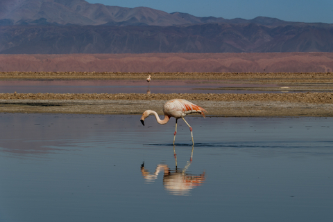 Flamingo Chileno