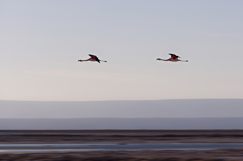 Flamingos