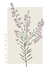 FLORAIS - COMTEMPLAR - ERICA