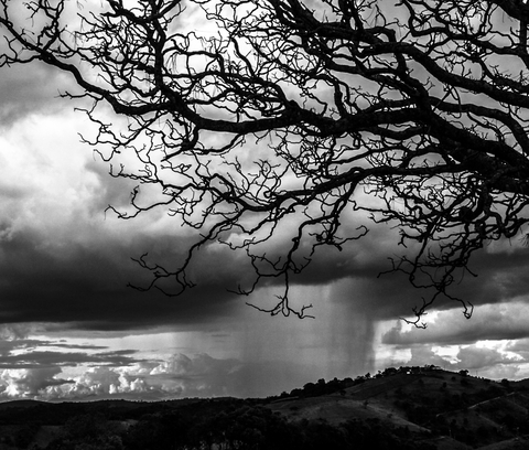 Projeto "Curva Tempo" - Árvore e chuva em Cunha - SP