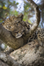 Retrato de leopardo no Serengeti National Park - Tanzânia