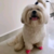 Meia Pet Rosa 4 peças - loja online