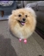 Meia Pet Rosa 4 peças - Cosmos