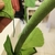 Imagem do Flor Gigante Margarida ref 101