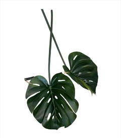 Vara Costilla de Adán