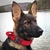 Duarable militar tático coleira de cão alemão shepard médio grandes coleiras para treinamento de caminhada coleira de cachorro controle alça na internet