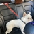 Cinto de segurança ajustável para pets, produto universal, prático, cinto de segurança para carro, filhote, cinto de segurança, fivela de segurança com clipe de viagem - PetParadise