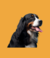 Cachorro Dog