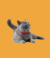 Gato Cat