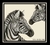 Pareô / Zebra
