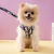 COLEIRA DOG DIOR na internet