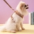 COLEIRA DOG GUCCI - Hype Pet Store