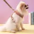 COLEIRA DOG GUCCI - Hype Pet Store