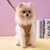 COLEIRA DOG GUCCI - loja online
