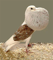 PAPO DE VENTO