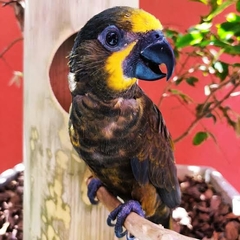 loris castanho (manso) - comprar online