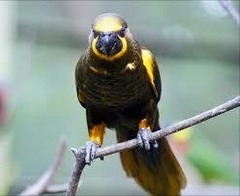 loris castanho (manso)