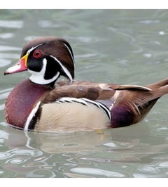 PATO CAROLINA CANELA - comprar online