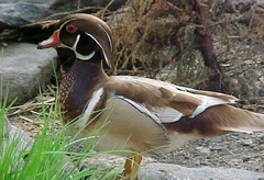 PATO CAROLINA CANELA