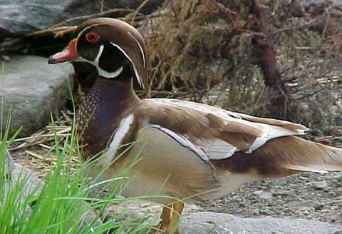 PATO CAROLINA CANELA