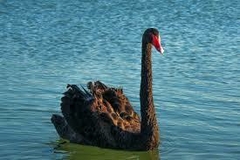 CISNE NEGRO