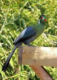 turaco de faces brancas