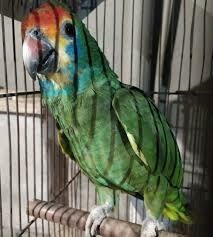 papagaio chauá